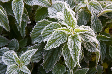 Frosty nettle