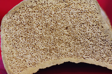 elephant bone