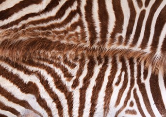 zebra fur