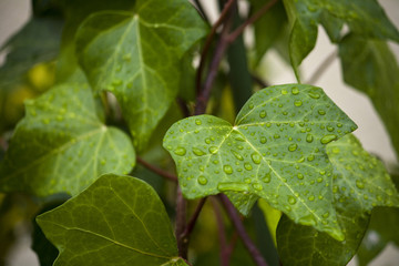 Hoja mojada