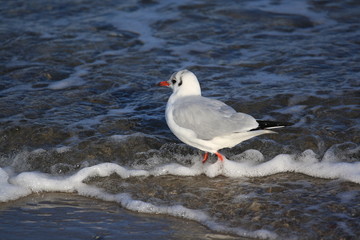 Möwe am Strand-gull on the beach