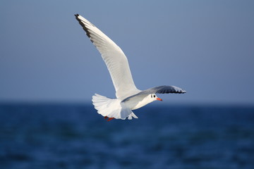 Möwe im Flug-flying gull