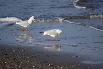 Möwen am Strand-gulls on the beach