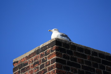 Möwe auf einem Schornstein-gull sitting on a smoke stack