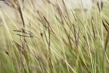 Detail of grasses on the roadside background