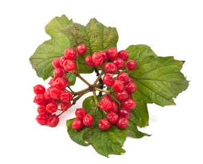 red berries of Viburnum