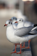 Möwen auf einer Brücke-Gull on a bridge