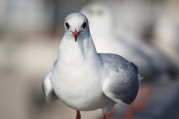 Möwen auf einer Brücke-Gull on a bridge