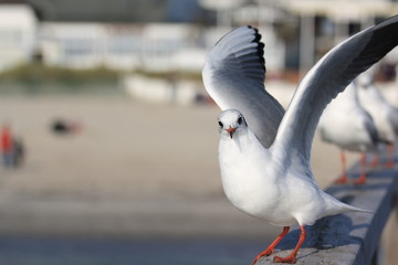 Möwen auf einer Brücke-Gull on a bridge