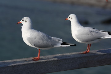 Möwen auf einer Brücke