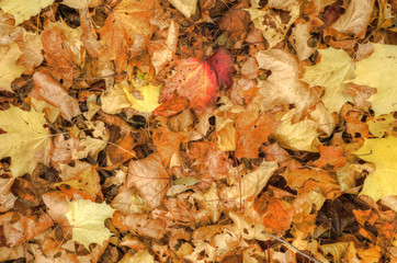 Beautiful Autumn Fall scene with vibrant colors and superb detai