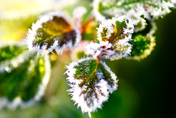 leaves covered with morning frost in late autumn - 26799029