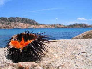riccio di mare - sea urchin