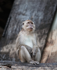 Macaque Monkey Borneo