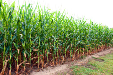 Corn Field in Alabama © Danny Hooks