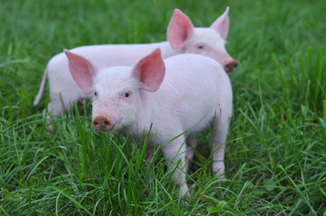 small pigs