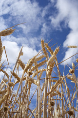 Fototapeta premium Spighe di grano