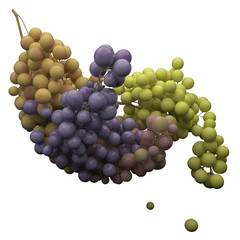 uva vino vendemmia