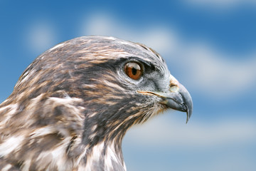 hawk