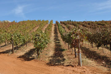 Fototapeta na wymiar Vineyard with Vines in a Row