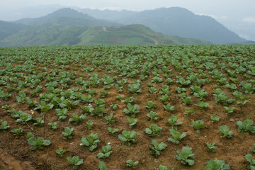 Rows of cabbage in field