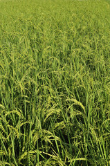 Rice fields Is the yield