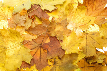 Naklejka na ściany i meble Autumn yellow leaves