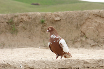 Taube in Afghanistan