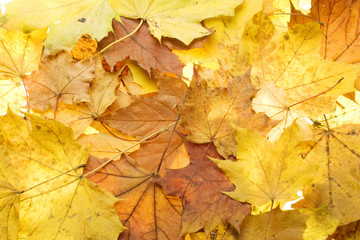 Naklejka na ściany i meble Background from autumn leaves of maple
