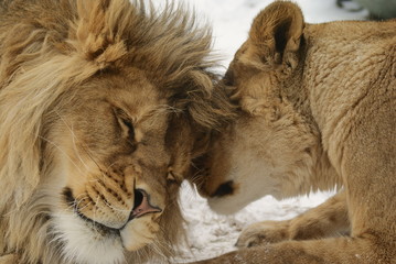 Le secret de l& 39 amour. Lion et lionne (Panthera leo)
