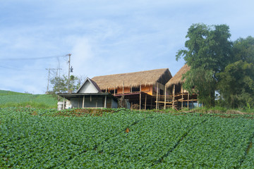 Obraz premium Cabbage field Landscape