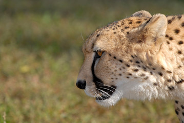 Cheetah