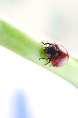 red ladybird