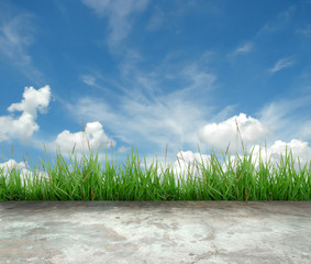 green grass with blue sky