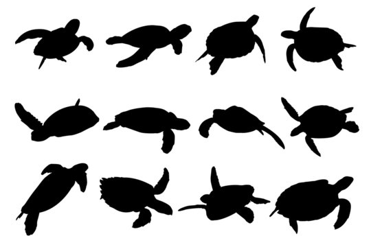 Turtle Vector Silhouettes