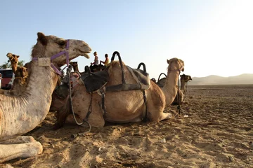 Afwasbaar Fotobehang Kameel Camel (Dromedary) in the desert in israel