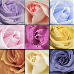 Beautiful collage of roses from nine photos