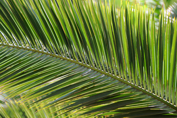 Obraz premium foglie 1357