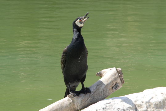 Cormorano