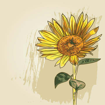 sunflower background