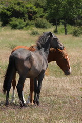 Fototapeta premium chevaux
