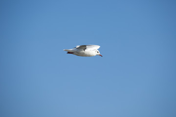 Möwe