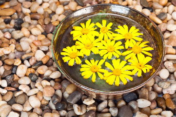 Daisies and Pebbles