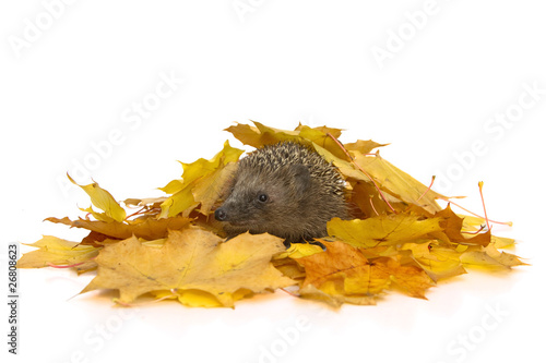 "Igel im Laub (Erinaceus europaeus)" Stockfotos und lizenzfreie Bilder