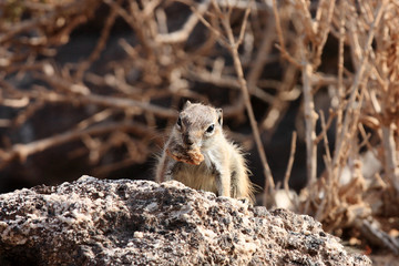 écureuil de barbarie