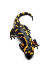 salamander