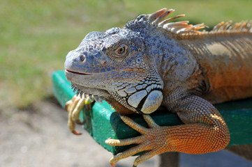 Close-up of Green Iguana