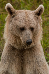 Fototapeta premium Brown Bear portrait