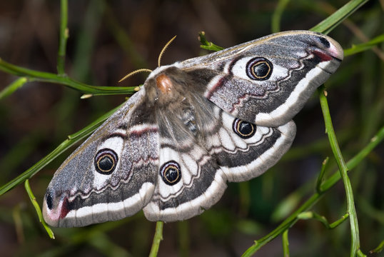 Saturnia Pavonia