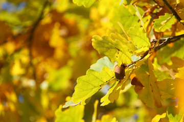 oak in autumn